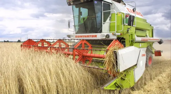 Kombajn zbożowy Claas Dominator w akcji, zbierający plony z pola. Dzierżawa ziemi w pełnym rozkwicie.